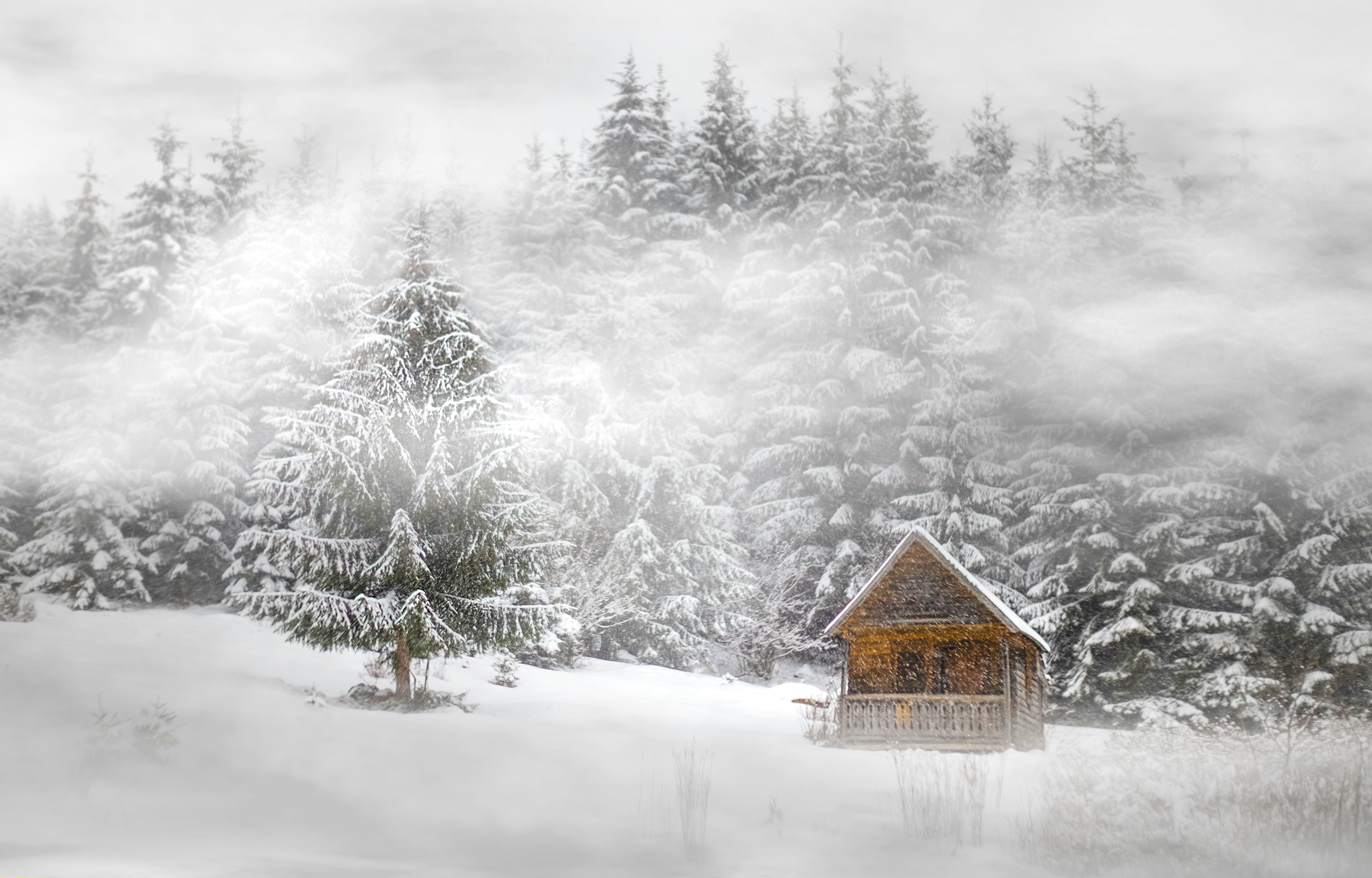 house near trees covered by snow